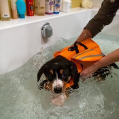 Entlebucher Mountain Dog Puppies from Mont Blanc