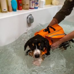 Entlebucher Mountain Dog Puppies from Mont Blanc