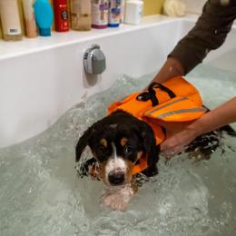 Entlebucher Mountain Dog Puppies from Mont Blanc