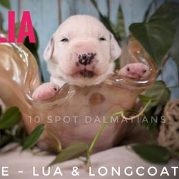 Solia - Dark Pink - White and black female Dalmatian puppy in Altoona, Iowa from 10 Spot Dalmatians