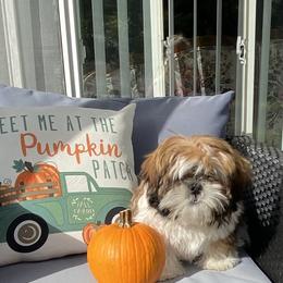 Shih Tzu Puppies from Margaret Szegda