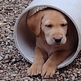 Labrador Retriever Puppies from RiversWild Retrievers