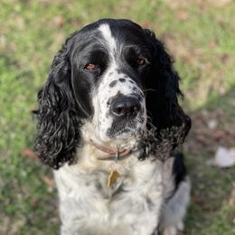 Lily - English Springer Spaniel