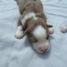 Enzo - Red merle male Miniature Australian Shepherd puppy in Marion, Michigan from Highland Hills Mini Aussies