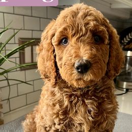 Girl 5 - Red  Goldendoodle puppy in Christiana, Tennessee from Rechlicz Family Doodles