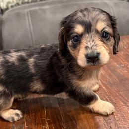 River - Dapple male Dachshund puppy in Salem, Oregon from Longdox Mini Dachshunds