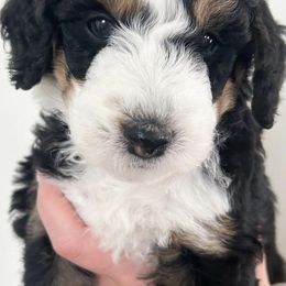 Bernedoodles from Guffin Doodles