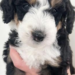 Bernedoodles from Guffin Doodles