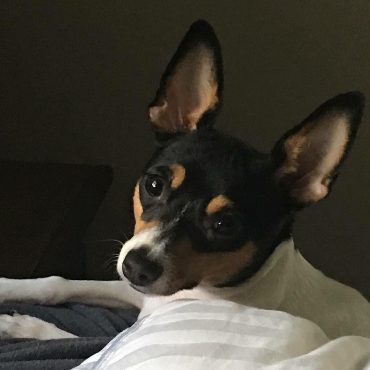 CT ADS ONLINE - AKC . UKC . Toy Fox Terrier Puppies for Sale in Connecticut, image size:1536x1536