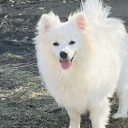 KEN, MALE - White Pomeranian puppy in Missouri from Saint Louis Pomeranian babies