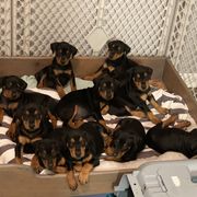 French Bulldog and German Pinscher Puppies from Dream Dior Frenchies & Chapel Heights German Pinschers