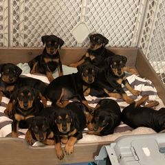 French Bulldog and German Pinscher Puppies from Dream Dior Frenchies & Chapel Heights German Pinschers