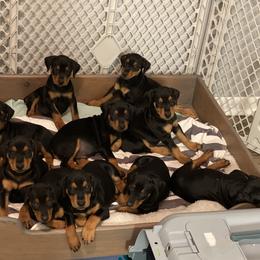 French Bulldog and German Pinscher Puppies from Dream Dior Frenchies & Chapel Heights German Pinschers