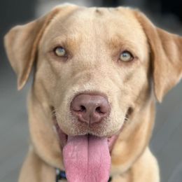 Izzy - Labrador Retriever