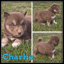 Charlie - Red and white male Siberian Husky puppy in Wheeler, Michigan from Haase Family Kennels