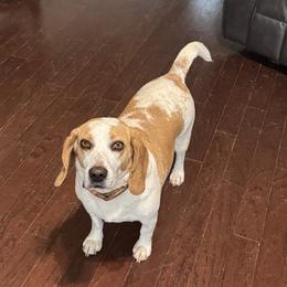 Dolly - Beagle