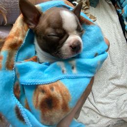 Boy 1 - Red male Boston Terrier puppy in Murrells Inlet, South Carolina from Inlet Boston Terriers