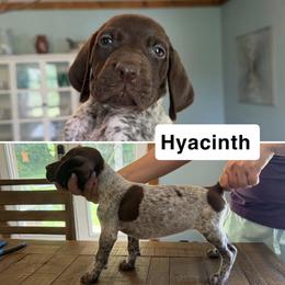 Hyacinth - Liver roan female German Shorthaired Pointer puppy in Bethel Springs, Tennessee from Matilda’s Haus Kennel