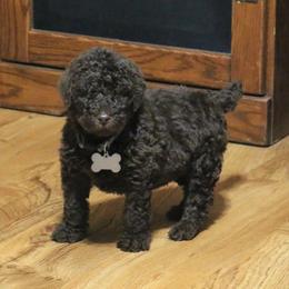 Poodle Puppies from RK'S Pets