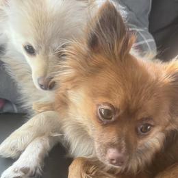 Pomeranian All Grown Up from Amanda DiMeglio