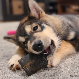 Avis - Agouti and white Alaskan Malamute puppy in Monmouth, Oregon from Corvus Canines