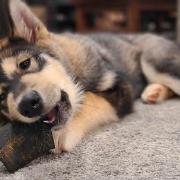 Avis - Agouti and white Alaskan Malamute puppy in Monmouth, Oregon from Corvus Canines