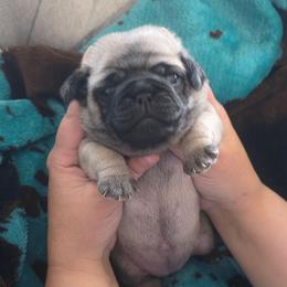 Blanche - Fawn female Pug puppy in Olin, North Carolina from Piggy Pugs