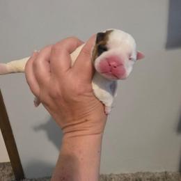 Sheba - Red and white female Bulldog puppy in Lafayette, Georgia from Storytime Mastiffs & Bulldogs