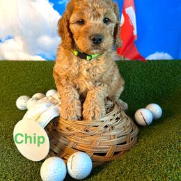 Chip - Apricot male Goldendoodle puppy in Chelan, Washington from North Cascades Doodles