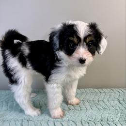 Anna - Black tri-color female Aussiedoodle puppy in Adams, Nebraska from Boxcar Doodles and Poodles