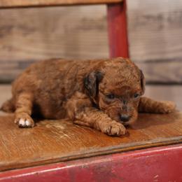 Bean - Merle female Whoodle puppy in West Bend, Iowa from Blue Skies Terriers