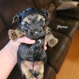 Mona - Black and tan female Yorkshire Terrier puppy in West Plains, Missouri from Brinkley Yorkies