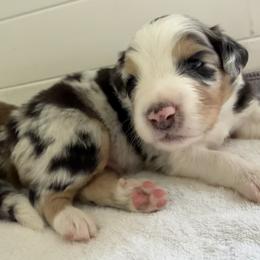 Butters - Blue merle male Australian Shepherd puppy in Sudbury, Massachusetts from Wild Atlantic  Aussies