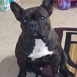 Remi - French Bulldog