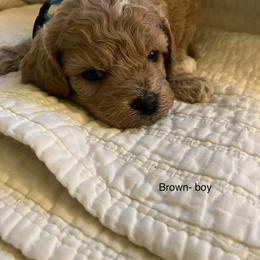 Rio - Buff and white male Cockapoo puppy in Spring Valley, Wisconsin from Filipiak Breeders