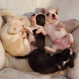 Boston Terrier Puppies from Bogan's Boston's