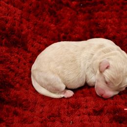 Labradoodle Puppies from Circle City Labradoodles