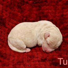 Labradoodle Puppies from Circle City Labradoodles