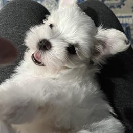 Maltese Puppies from TCBs Glowing  Maltese