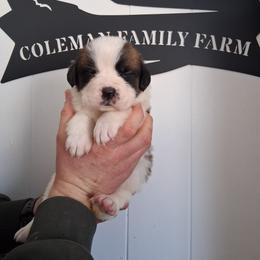 Queen Jane - White and brown female Saint Bernard puppy in Kinsman, Ohio from Coleman Saint Bernards of Ohio