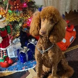 GYPSY - Poodle