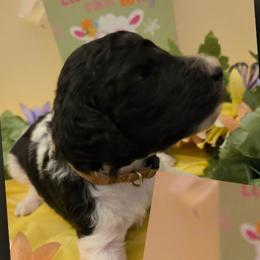 Boy 1 - male Poodle puppy in Tullahoma, Tennessee from Urban Hero Poodles