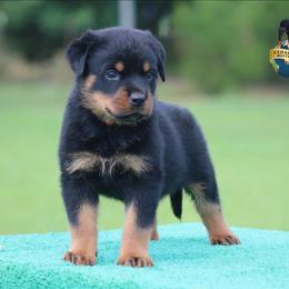 Veno - Black and mahogany male Rottweiler puppy in Uniontown, Alabama from CedarBluff Rottweilers