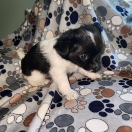 Patch - Black and white male Chihuahua puppy in Attleboro, Massachusetts from Treasured Hearts Chihuahuas