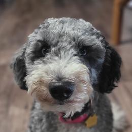 Bernedoodle Puppies from Daisy's Doodles