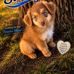 Sunny - Red tri male Miniature Australian Shepherd puppy in Idalou, Texas from Lonesome Pine Mini Aussies