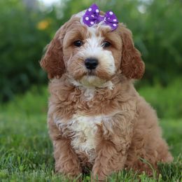 Goldendoodle puppies from Pleasant Acre Farms