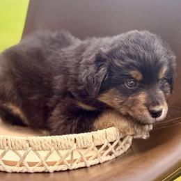 Tan collar - Black tri male Miniature Australian Shepherd puppy in 32046, Florida from River Hill Ranch