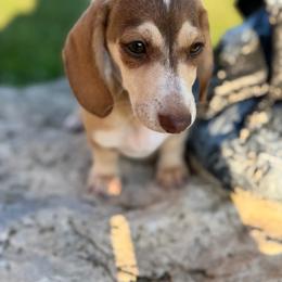 Foxy - Cream female Dachshund puppy in Fond Du Lac, Wisconsin from Clucking Homestead Springers & Dachshunds