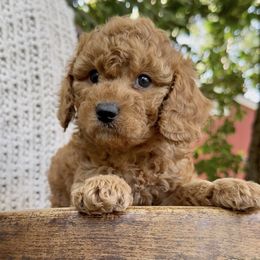 Kiwi - Red female Cavapoo puppy in Arlington, Texas from Van Haselen Poodles and Doodles